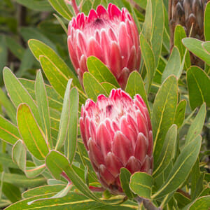 Two Protea 'Pink Ice' flowers shine with pink petals against lush green foliage in an elegant 8" pot, offering a perfect blend of nature's elegance and vibrant color.