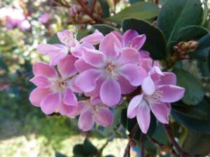 Close-up of Rhaphiolepis 'Oriental Pink™' flowers with multiple petals on a branch, surrounded by verdant green leaves, highlighting the serene beauty of an Indian Hawthorn in an 8" pot.