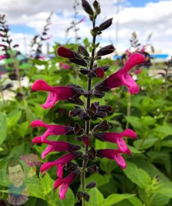 Close-up of a Salvia 'Amante' PBR 8" Pot plant featuring dark stems and vibrant pink tubular flowers, set against a lush green background beneath a partly cloudy sky.