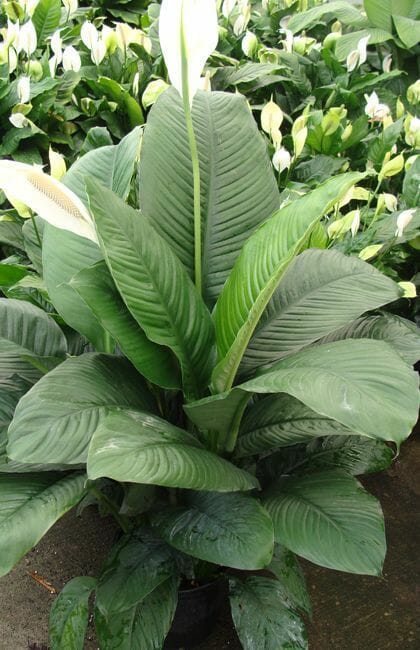 The Spathiphyllum 'Sensation' Peace Lily in a 10" pot showcases dark green leaves and white blooms, accompanied by similar Spathiphyllum plants in the background.
