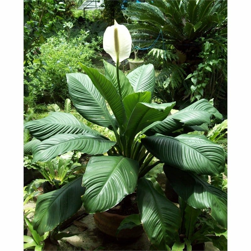 Spathiphyllum 'Sensation' Peace Lily