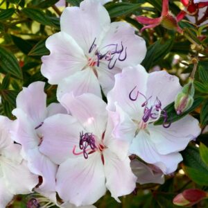 A close-up of light pink flowers from the Tibouchina 'Foxxy Baby' Lasiandra 6" Pot cultivar, featuring striking purple stamens surrounded by lush green foliage and a few unopened buds.
