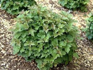 The round, bushy Viburnum opulus 'Midget' (Eco Grade) with jagged leaves thrives on mulch-covered ground in a 13" pot.