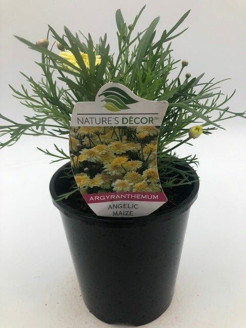 Argyranthemum 'Angelic™ Maize' Marguerite Daisy 6" Pot