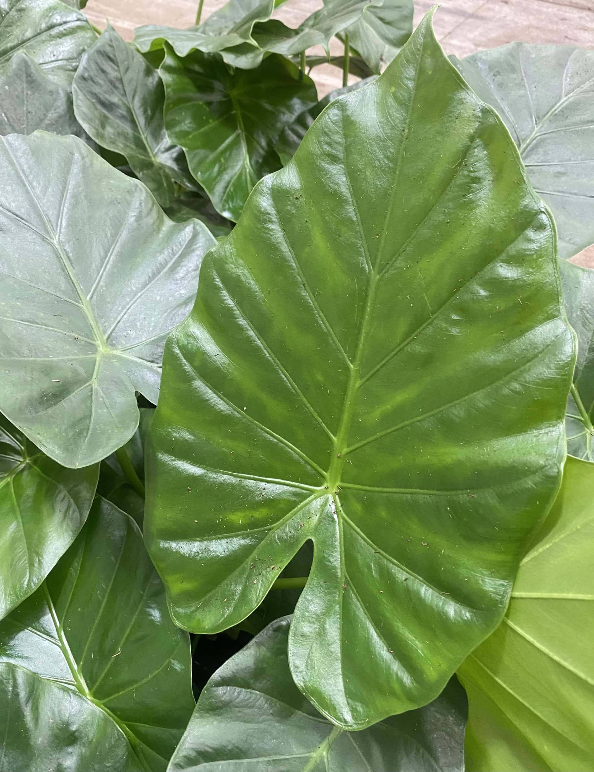 Alocasia 'Giant Elephant Ears' 6" Pot