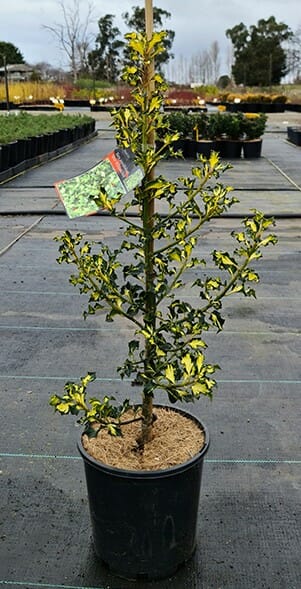 Ilex 'Silver Milkmaid' Holly 8" Pot