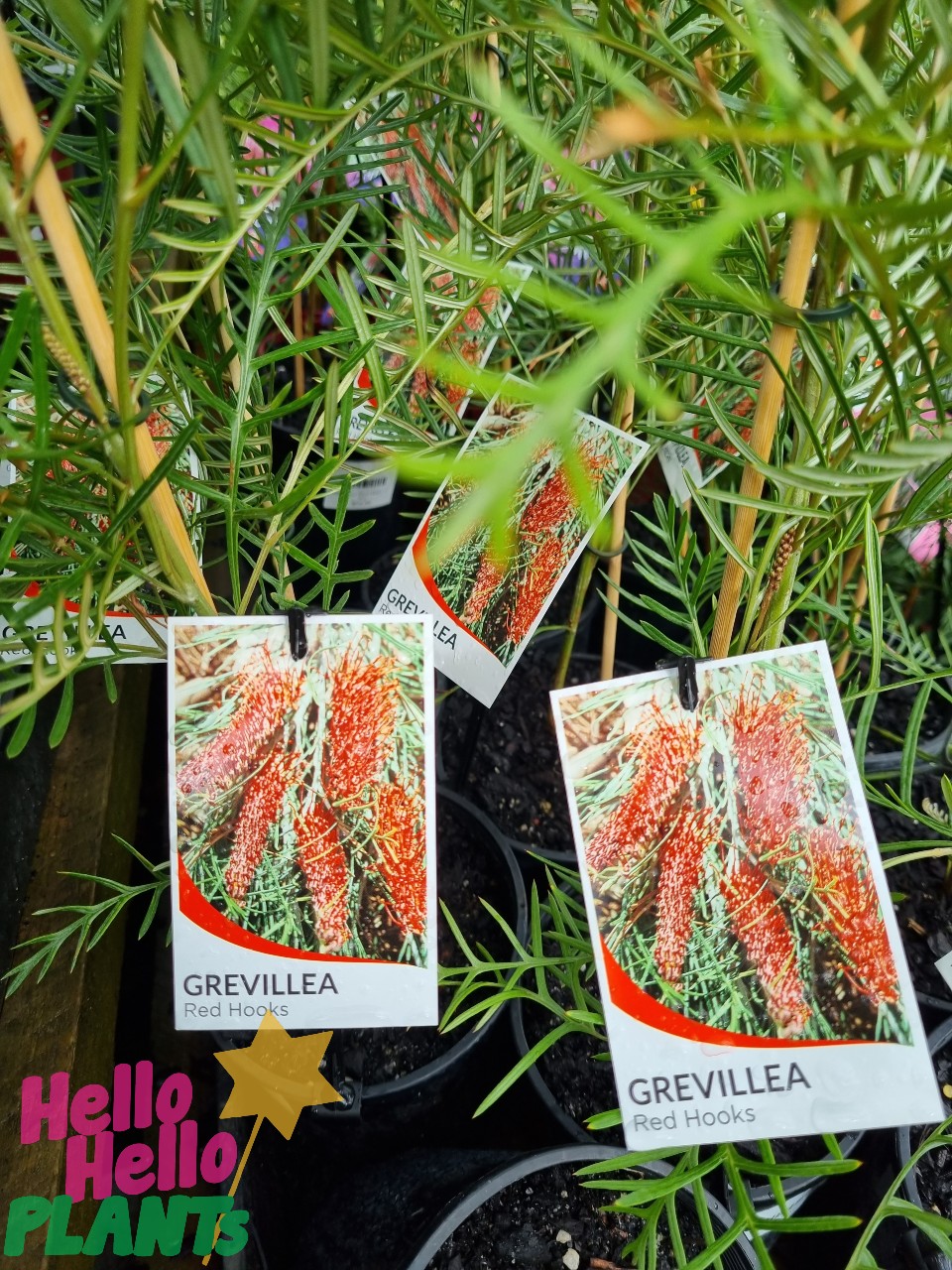 Grevillea 'Red Hooks' 6" Pot