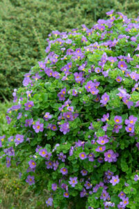 Bacopa 'Purple' 6" Pot