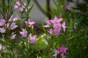 Close-up of green leafy stems with clusters of small, five-petaled pink blooms of Crowea 'Large Flower' Waxflower in a 6" pot, set against a blurred background.