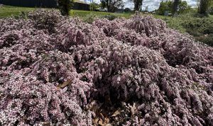 Rhaphiolepis 'Oriental Pink™' Indian Hawthorn in an 8" pot displays dense foliage with small pink and white flowers and scattered brown leaves, with a road and cars visible in the background.