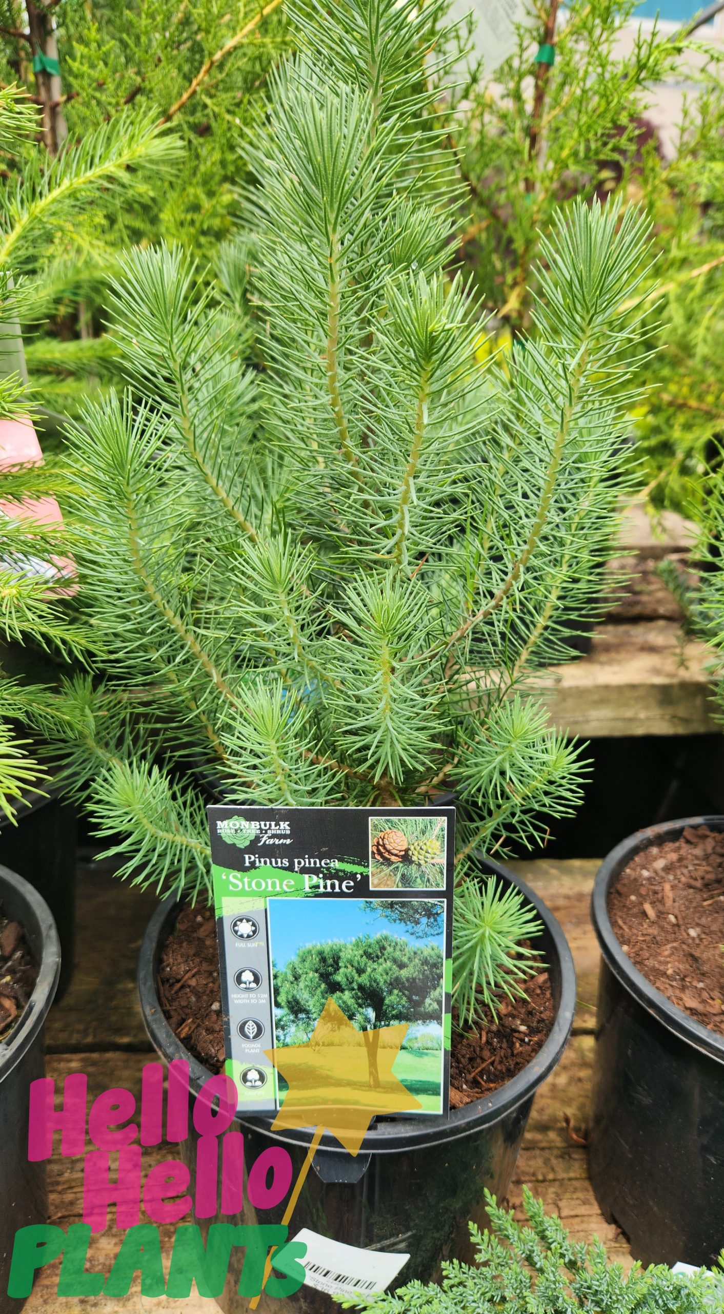 pinus pinea stone pine pine tree 8inch pot with label small sized soft blue grey foliage