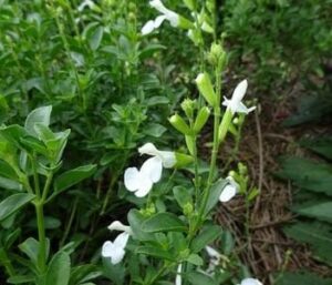 The Salvia Mirage™ 'White' in a 6" pot thrives with lush foliage and delicate blooms, adding charm and elegance to gardens and patios in natural settings.