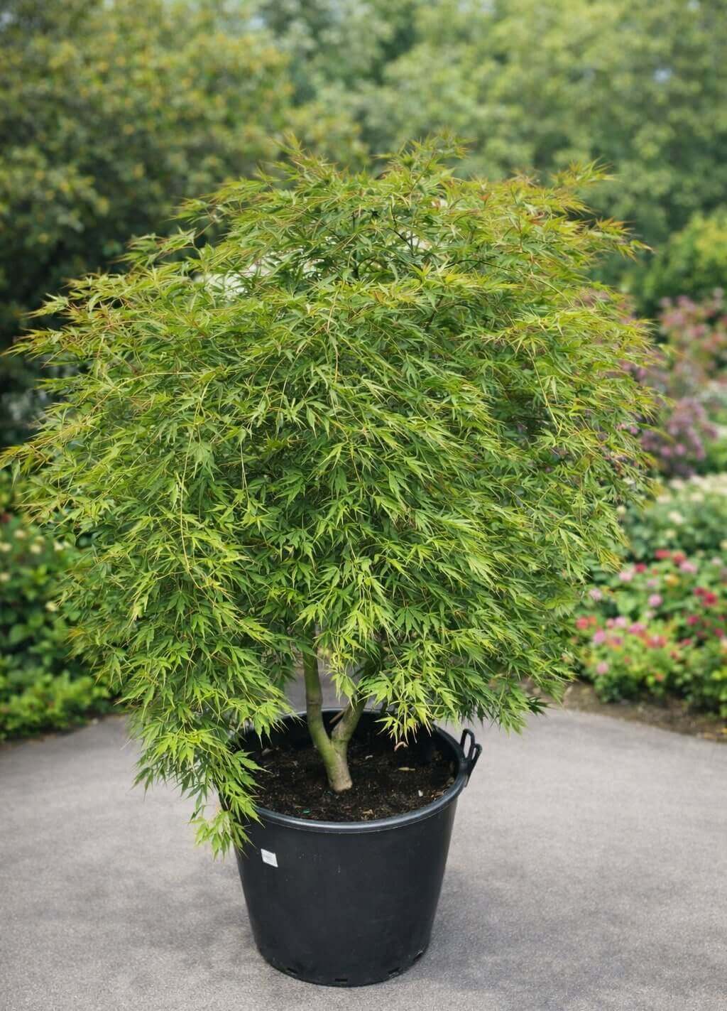 Acer 'Germaine's Gyration' Japanese Maple 90L in a pot, featuring dense, finely cut green leaves, set on a paved outdoor surface with lush greenery in the background.