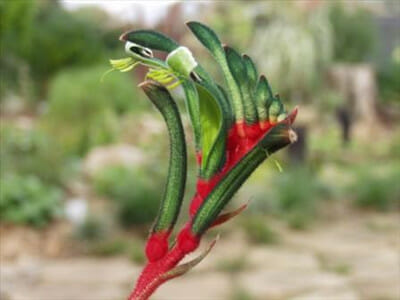 Anigozanthos 'Royal Cheer' Kangaroo Paw 6" Pot