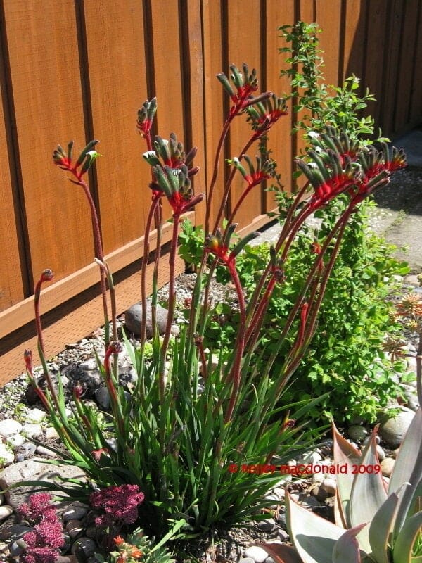 Anigozanthos Royal Cheer Kangaroo Paw