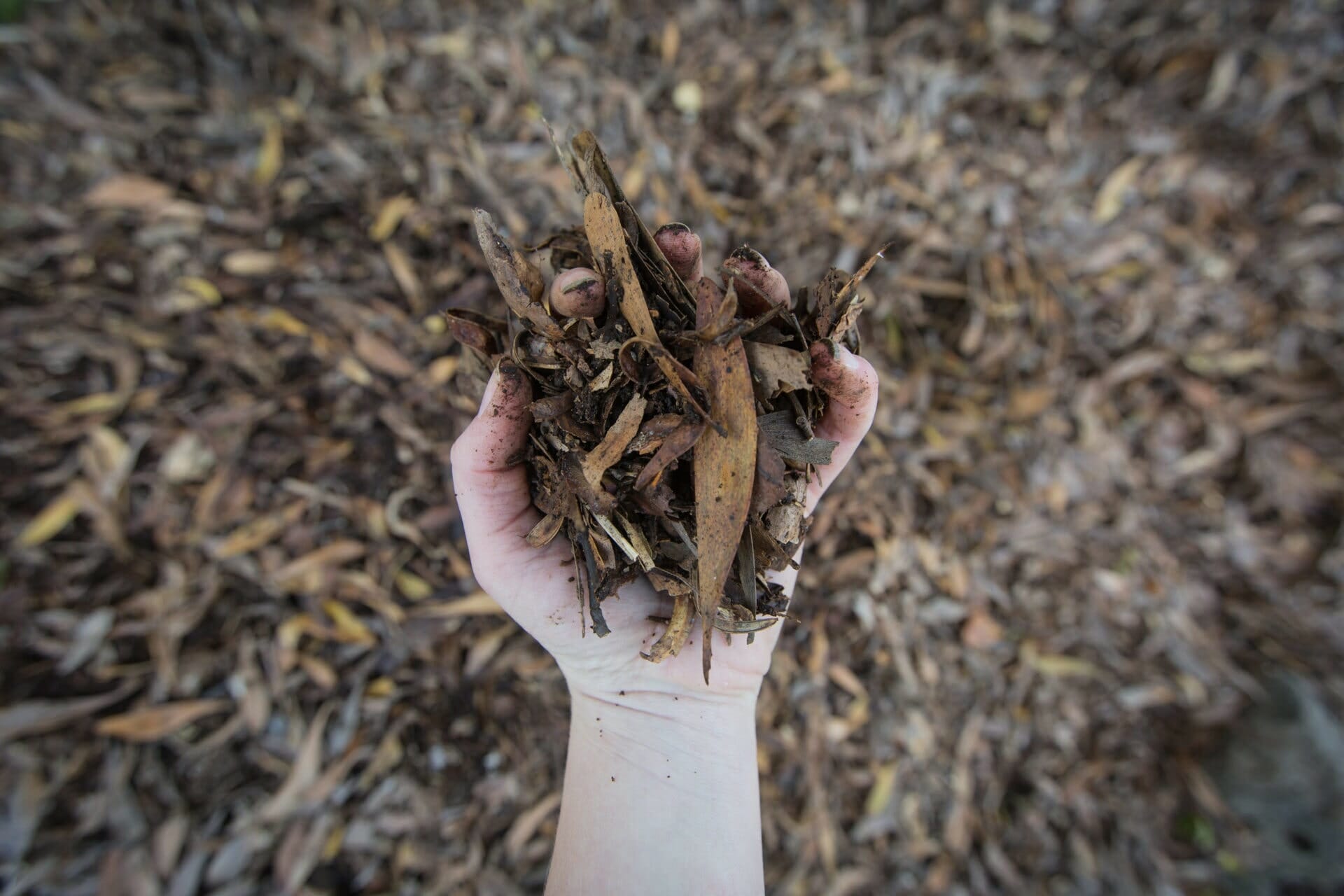 Hello Hello Plants Melbourne Victoria Australia Leaf mulch close up in hand