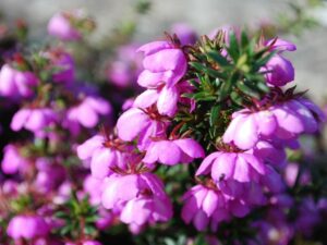 Close-up of pink Bauera 'Rose Carpet™' flowers with green leaves, surrounded by more blossoms in a soft focus background.
