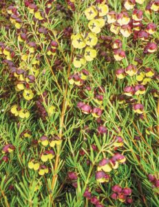 Clusters of small yellow and purple flowers burst to life amidst dense green foliage, reminiscent of a Boronia 'Dark Prince' 6" Pot.