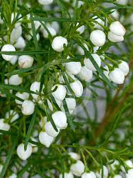 Close-up of Boronia 'Moonglow' 6" Pot showcasing slender green leaves and small, round white berries thriving along the stems.