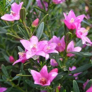 Purple flowers with elongated leaves and water droplets adorn a bushy green plant, reminiscent of the Crowea 'Pink Starlet' Waxflower in a 6" pot, adding vibrant beauty to nature.