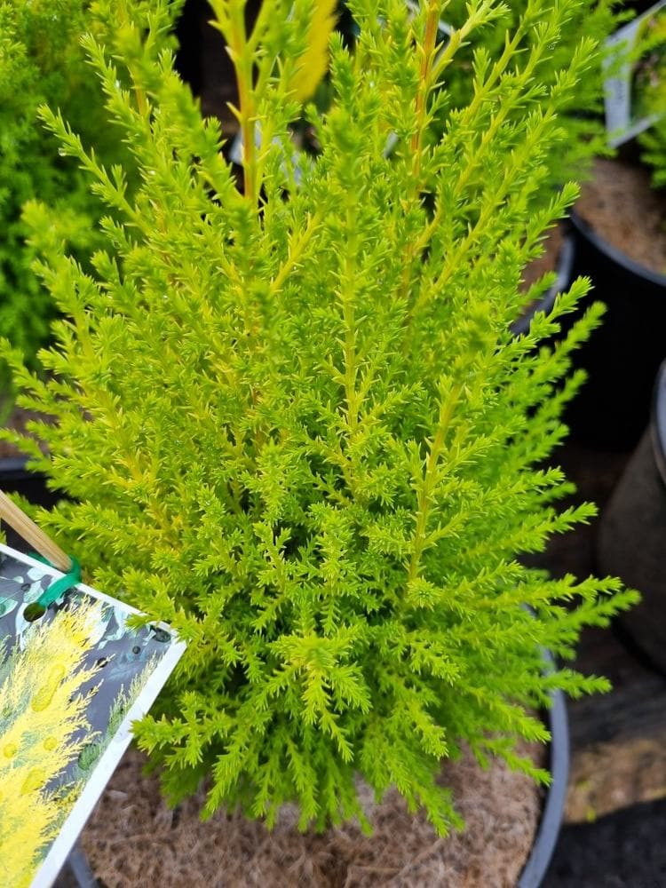 Cupressus macrocarpa 'Lemon Scent' Conifer