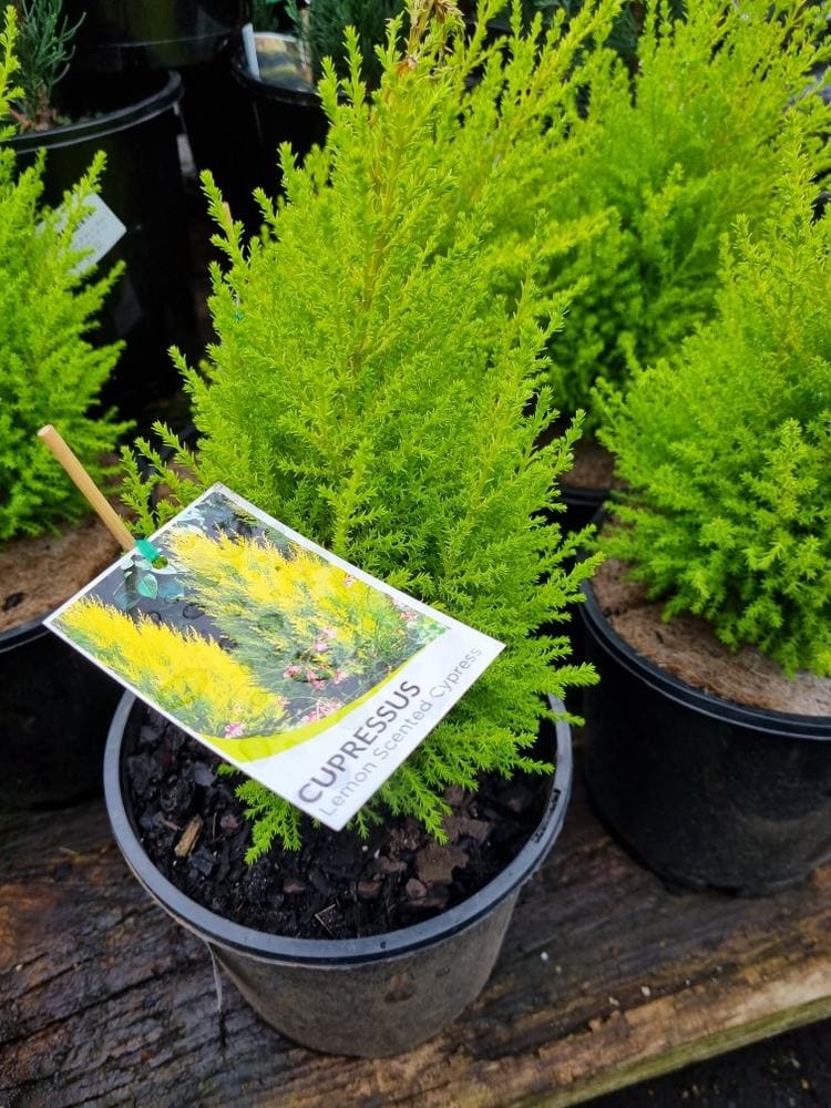 Cupressus macrocarpa 'Lemon Scent' Conifer