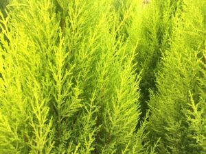 Close-up of the bright green branches of the Cupressus macrocarpa 'Lemon Scent' Conifer, densely packed in an 8" pot, emitting a subtle lemon aroma.