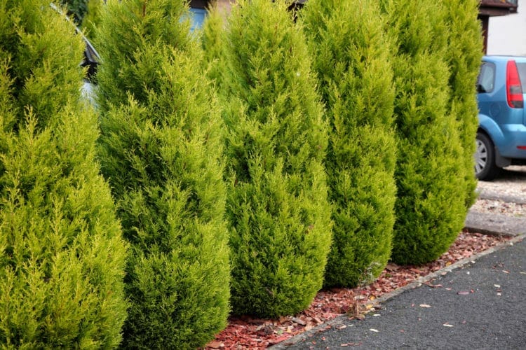 Cupressus macrocarpa 'Lemon Scent' Conifer
