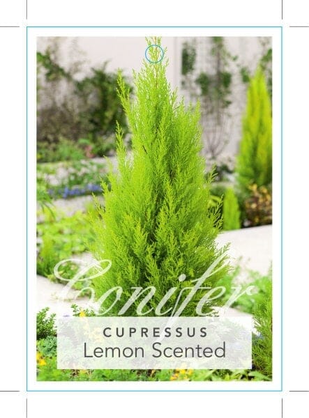 Cupressus macrocarpa 'Lemon Scent' Conifer