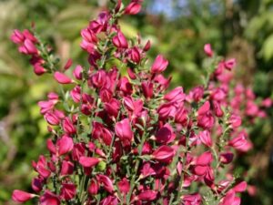 Cytisus 'Crimson King' English Broom blooms vibrant pink flowers on slender green stems, gracefully set against a blurred backdrop of greens and blues in an ideal 6" pot.