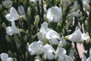 The Cytisus 'Snow Queen' English Broom, ideal for a 6" pot, displays clusters of white flowers with elongated buds on dark green stems.