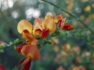 Close-up of vibrant orange and yellow flowers on the green stem of a Cytisus 'Volcano' English Broom, beautifully blurred background, in a 6" pot.