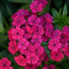 A cluster of vibrant pink Dianthus 'Jolt Cherry' flowers with green leaves flourishes in a 4" pot.