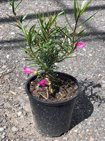 Eremophila 'Thunderbolt' Emu Bush 6" Pot