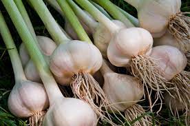 A cluster of Garlic 'Australian' from a 4" pot, complete with green stalks and roots, displayed on a grassy surface.