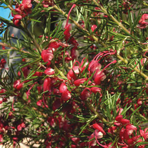 The Grevillea 'Tucker Time Cherry Ripe' in a 6" pot is a bush with green needle-like leaves and clusters of small red flowers.