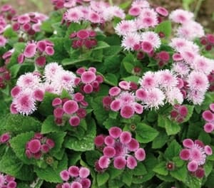 Ageratum 'Ariella Rose' displays pink and white flowers nestled among vibrant green leaves in a lush 6" pot.