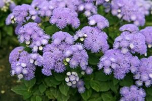 The Ageratum 'Ariella Blue' thrives beautifully with its fluffy blooms and green leaves in a 6" pot.