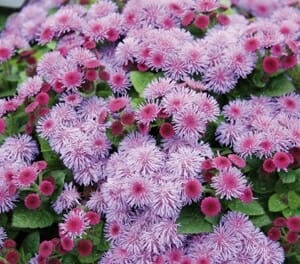 Ageratum 'Ariella Violet' in a 6" pot features clusters of purple and pink fluffy flowers with lush green leaves peeking through.