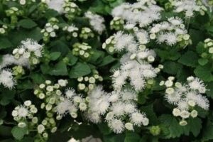 The Ageratum 'Ariella White' thrives in a 6" pot, showcasing delicate cluster flowers with fluffy, fringe-like petals and vibrant green leaves.