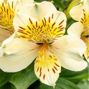 Close-up of the Alstroemeria 'Inca Sundance' from a 6" pot, revealing its yellow and white petals with red speckles, surrounded by vibrant green leaves.