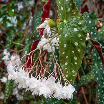Begonia 'Pink Flowering Polka Dot' 8" Pot