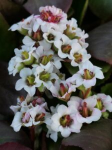 Close-up of Bergenia 'Bressingham White' in a 6" pot, showcasing clusters of pink and white flowers against dark green leaves.