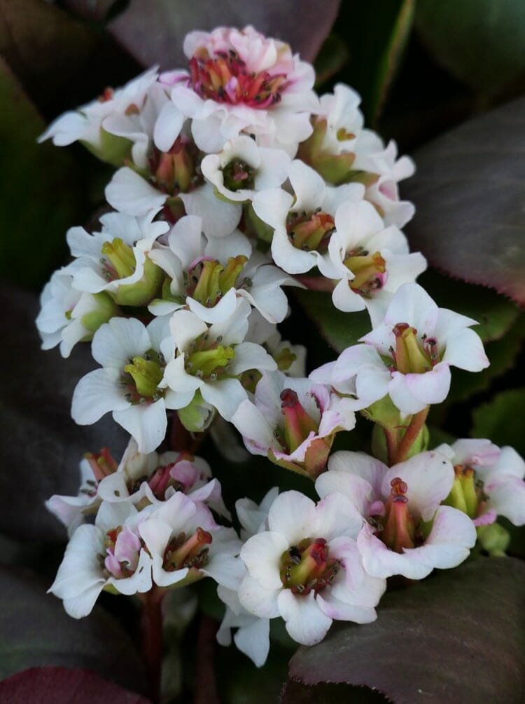 Close-up of Bergenia 'Bressingham White' in a 6" pot, showcasing clusters of pink and white flowers against dark green leaves.