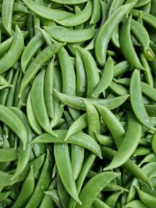 A close-up view of crisp, vibrant Pisum 'Snap Pea' (Sugar Snap) pods in a 4" pot, highlighting their freshness and bright green color.