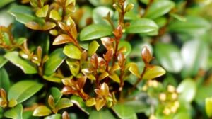 The close-up of green leaves with reddish new growth under sunlight mirrors the vibrant tones of a Syzygium 'Cinnamon Twist' Lilly Pilly 6" Pot.