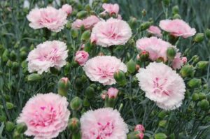 Dianthus 'Candy Floss' in full bloom features pink carnations reminiscent of candy floss, complemented by green buds and stems, in a charming 6" pot.