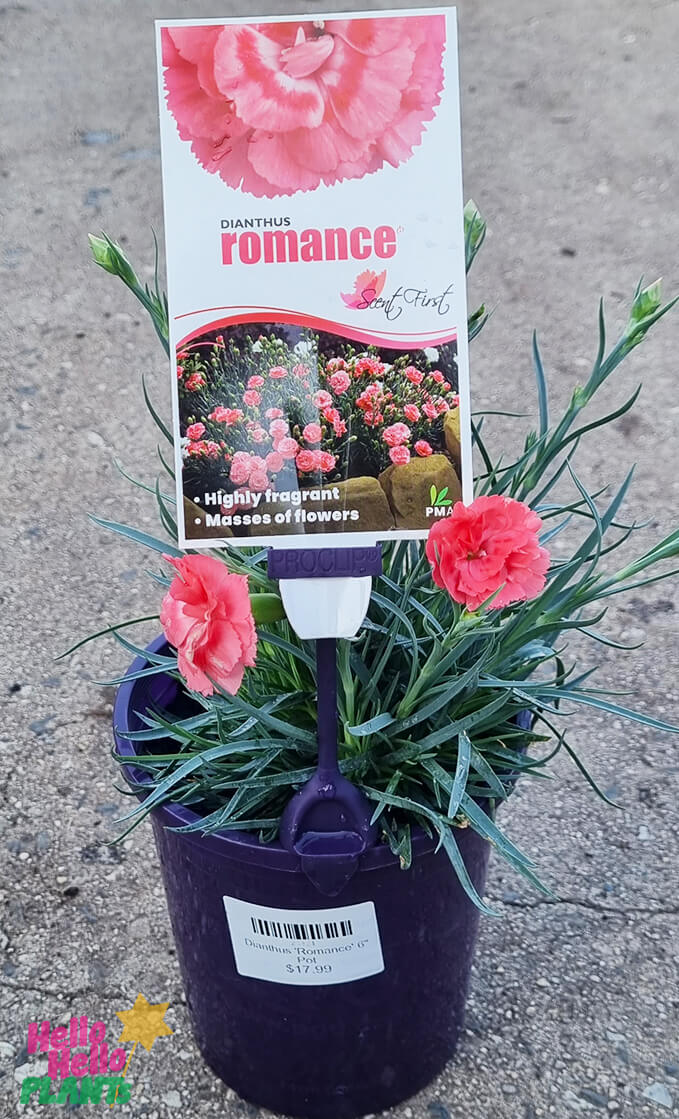 Dianthus 'Romance' 6" Pot
