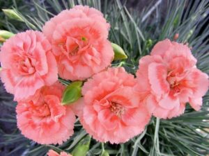 Close-up of Dianthus 'Romance' in a 6" pot, showcasing pink carnations as a symbol of romance amid green foliage.
