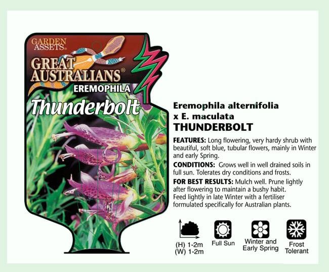Eremophila 'Thunderbolt' Emu Bush 6" Pot